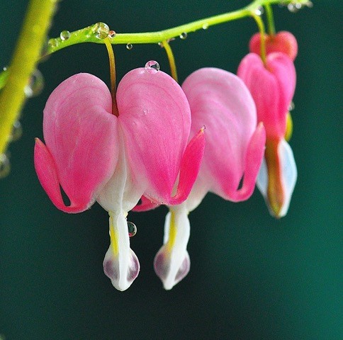 P34-35_17BLEEDING HEARTS